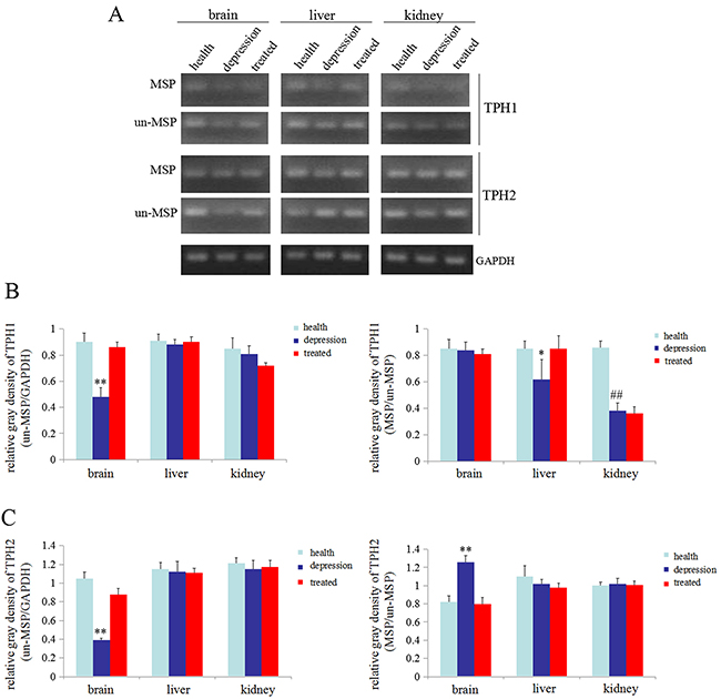 Methylation status of the TPH1/2 genes in rats.