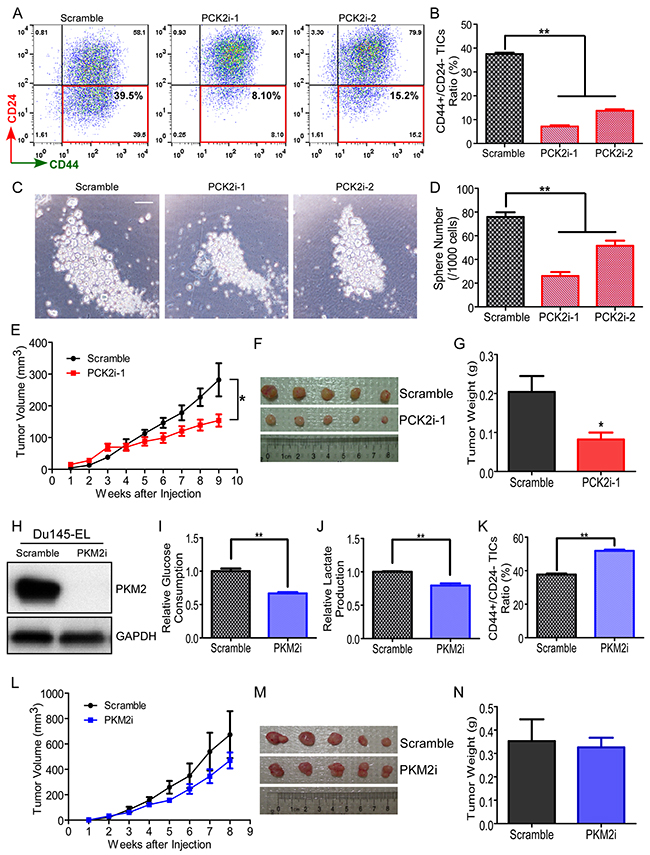 PCK2 and PKM2 differentially regulate TICs in prostate cancer cells.