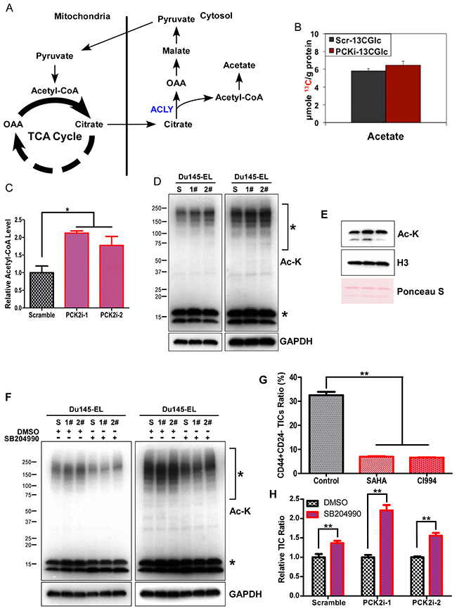 PCK2 regulates TIC maintenance by modulating protein acetylation via the citrate-pyruvate shuttle.