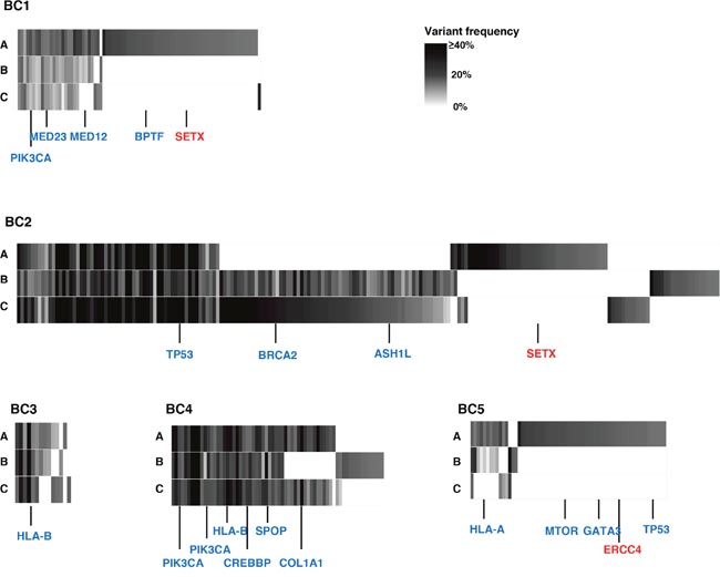 Genetic intra-tumoral heterogeneity in five breast tumors.