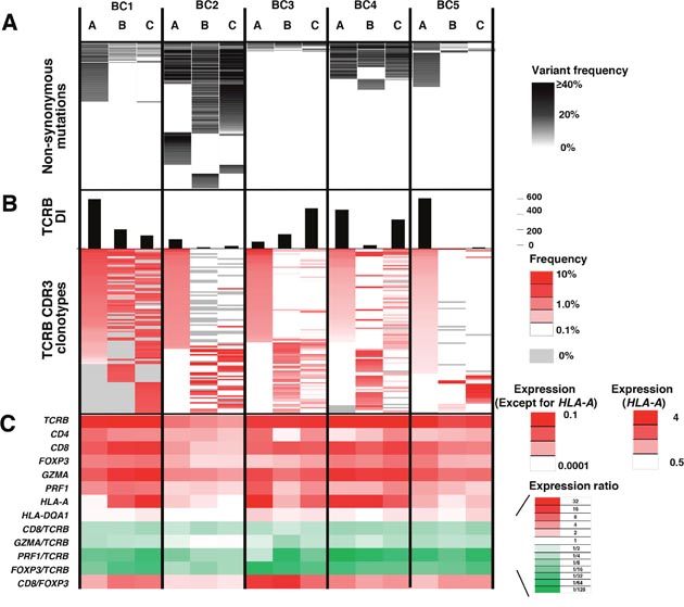 Integrated analysis of non-synonymous mutations, TCRB repertoire and immune-related gene expression levels for intra-tumoral heterogeneity.