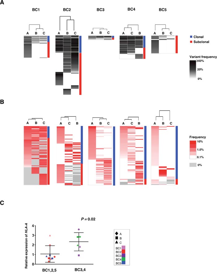 Clustering analysis of the multiregional non-synonymous mutation profiles and TCRB repertoires.