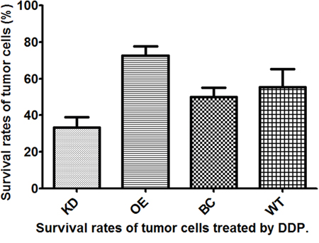Survival rates of T24 bladder cancer cells from four different subgroups treated with cis-diamminedichloridoplatinum (II) (cisplatin, DDP).