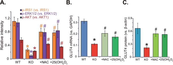 Supplement with NAC or 1,25(OH)2D3 rescues insulin signaling in 1&#x03B1;(OH)ase KO mice liver.