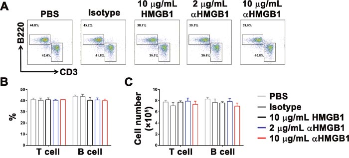 HMGB1 does not influence the development and proliferation of T cells and B cells.