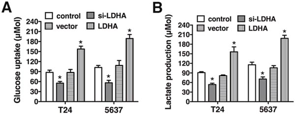 LDHA promotes glycolysis in bladder cancer.