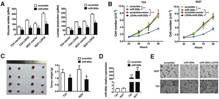 MiR-200c inhibits LDHA-induced glycolysis, cell proliferation, and invasion.