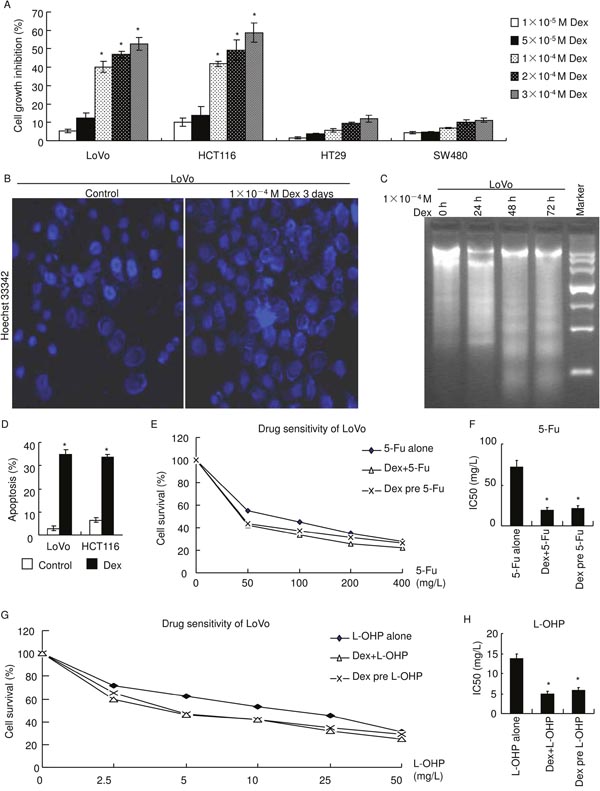 GR&alpha; agonist, dexamethasone, inhibits cell growth, induces apoptosis and enhances chemosensitivity.