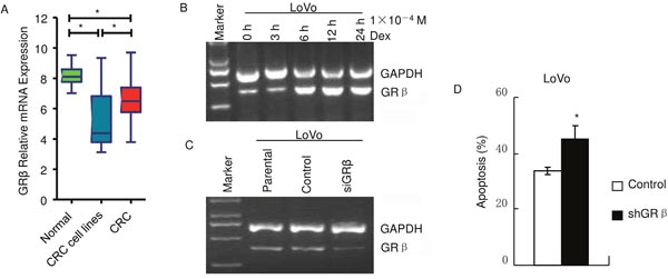GR&beta; decreases apoptosis induced by dexamethasone in LoVo.