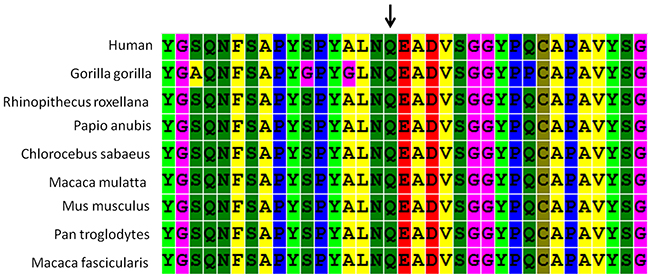 ConSeq conservation analysis of amino acid Q115 in the homeodomain of HOXA1.