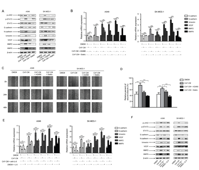 CAFs activated JAK2/STAT3 signaling in lung cancer cells.
