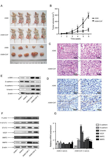 CAFs enhanced tumor formation and activated JAK2/STAT3 signaling in human lung cancer cells.