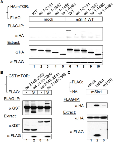 mSin1 binds to the kinase domain of mTOR.