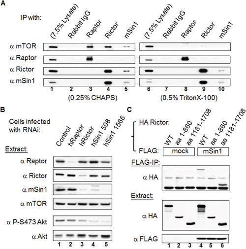 mSin1 forms a stable complex with Rictor independent of mTOR and binds to the carboxyl terminus of Rictor.