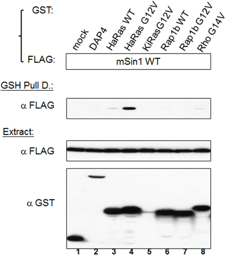 Active Ras, but not other active forms of members of the Ras superfamily, is able to bind to mSin1.