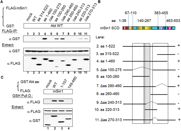 Akt binds to mSin1 aa 220-260, a region between the mSin1 binding site for mTOR/Rictor and for HaRas.