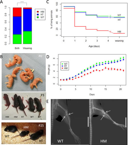 High neonatal lethality of homozygous KI Alk