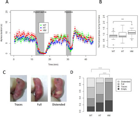 Analysis of basic physiological functions at birth reveals a strong decreased milk intake for homozygous KI Alk