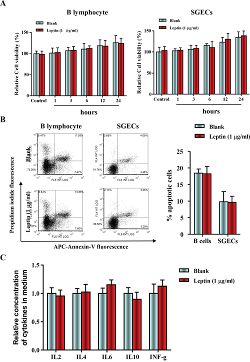 Leptin treatment had no effect on cell viability and apoptosis in B lymphocytes and primary salivary epithelial cells.
