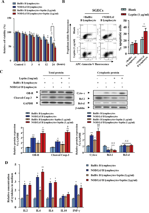 Leptin treatment reduced SGEC viability, increased apoptosis induced by B lymphocytes, and promoted the secretion of IL-4 from B lymphocytes.