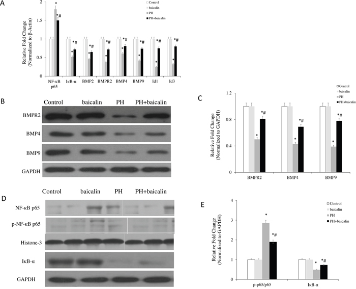 Effected of baicalin on NF-&#x03BA;B/BMP-related signaling molecules expression in the lungs.