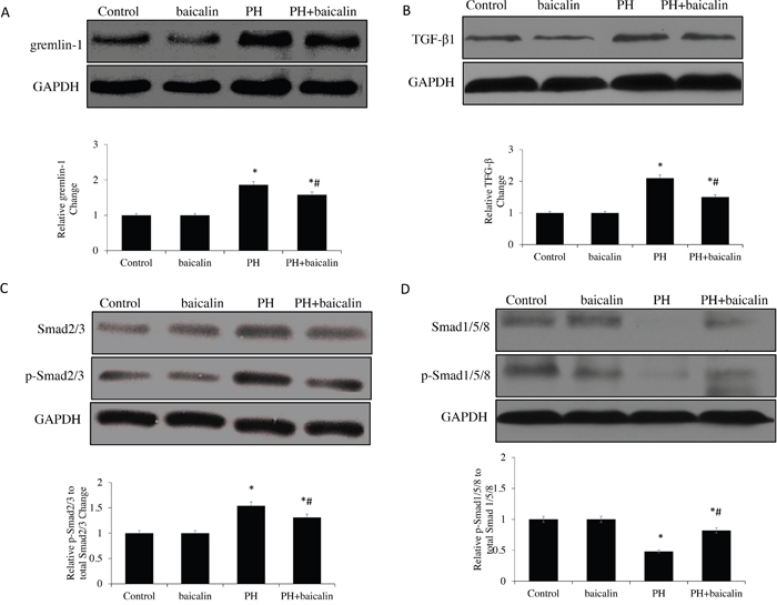 Effected of baicalin on protein expression of TGF-&#x03B2;1/Smads-related in lung.