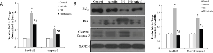 Effected of baicalin expression of apoptotic family genes in lung.