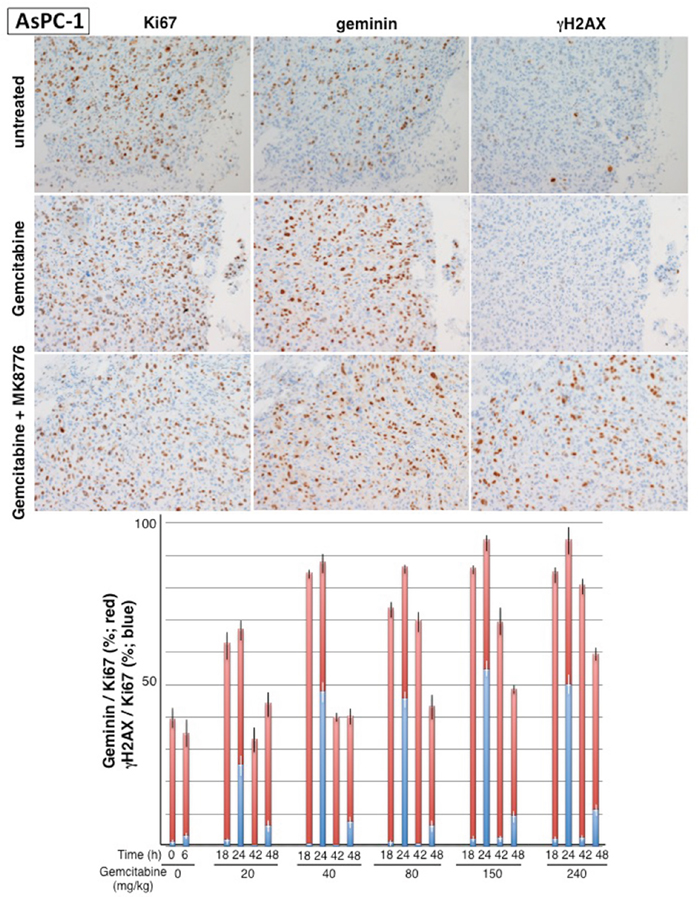 Impact of gemcitabine and MK-8776 on cell cycle perturbation and &#x03B3;H2AX in AsPC-1 pancreas tumor xenografts.