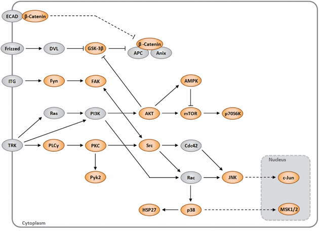 A network map portraying the relationships among the proteins identified as modulated by ABI3 (orange) in the context of cell signaling pathways.
