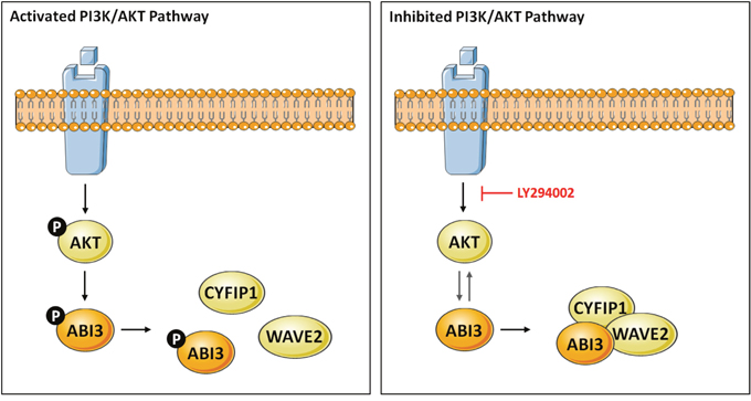 Model describing the putative crosstalk between the PI3K/AKT and WAVE regulatory complex (WRC) in thyroid cells via ABI3.