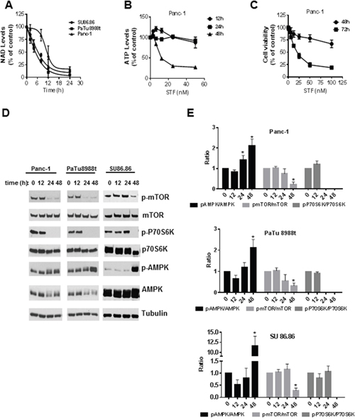 STF-118804 induction of metabolic collapse is time-dependent and promotes activation of the AMPK and inhibition of the mTOR pathway.