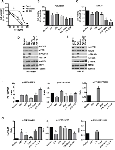 Contribution of AMPK and mTOR pathway to STF-118804 effect.