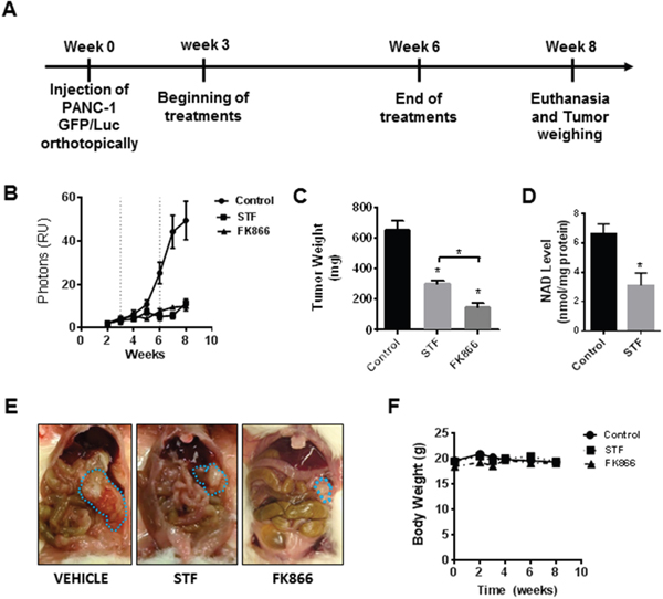STF-118804 and FK866 are effective in suppress pancreatic tumor growth in vivo in an orthotopic model.
