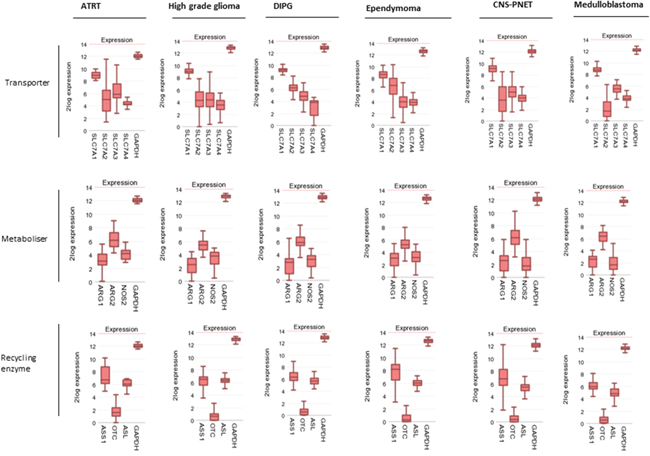 Paediatric brain tumours have an arginine auxotrophic gene signature.