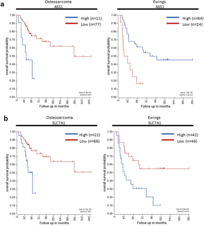SLC7A1 and ASS expression correlate with survival in paediatric sarcomas.