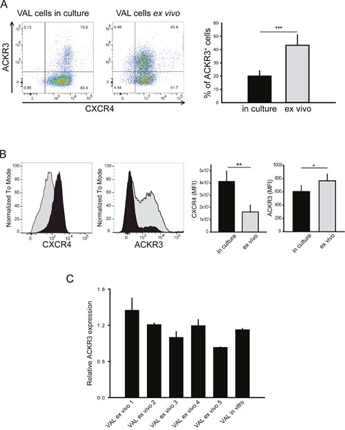 ACKR3 surface expression is upregulated on ex vivo cells without affecting ACKR3 gene transcription levels.