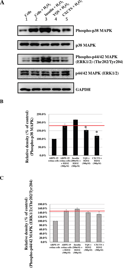Effects of CHMs (YQS and CXCTS) on H2O2-treated ARPE-19 cells.