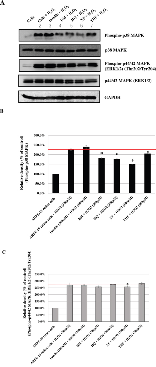 Effects of CHMs (BM, THF, HQ, and XF) on H2O2-treated ARPE-19 cells.