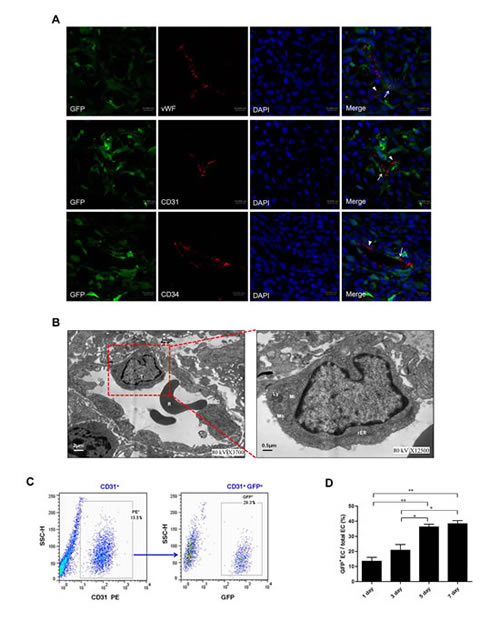 Transdifferentiation of C6 glioma cells into endothelial cells (ECs)