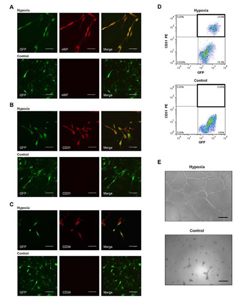 Transdifferentiation of C6 glioma cells into ECs