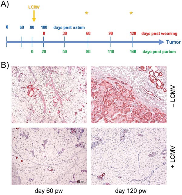 Analyses of mammary glands at days 60 and 120 pw.