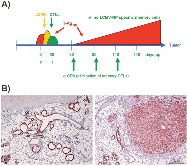 Scheme for treatment of LCMV infected NP8 tumor mice with anti-CD8 antibodies.