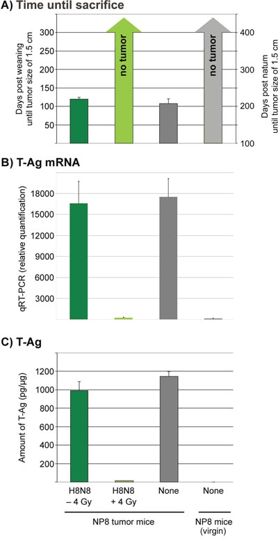 Quantification of mRNAs and proteins for T-Ag either in non-irradiated tumor mice treated with H8N8 cells (dark green columns) or in irradiated tumor mice treated with H8N8 cells (light green columns) in comparison to untreated tumor mice (dark grey columns) or untreated non-induced (virgin) NP8 mice (light grey columns).