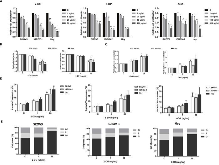 The effect of 2-DG, 3-BP and AOA on cell growth in ovarian cancer cells.