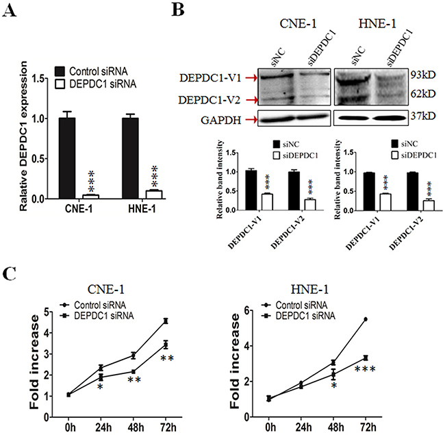 DEPDC1 knockdown inhibits NPC cells proliferation.