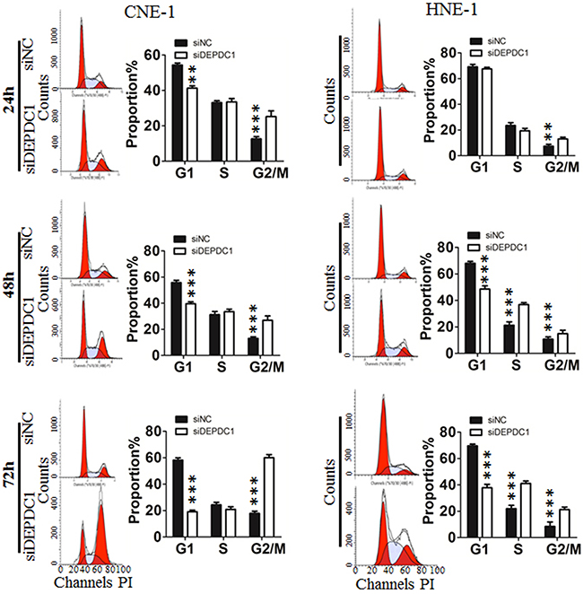 DEPDC1 depletion affects cell cycle progression.