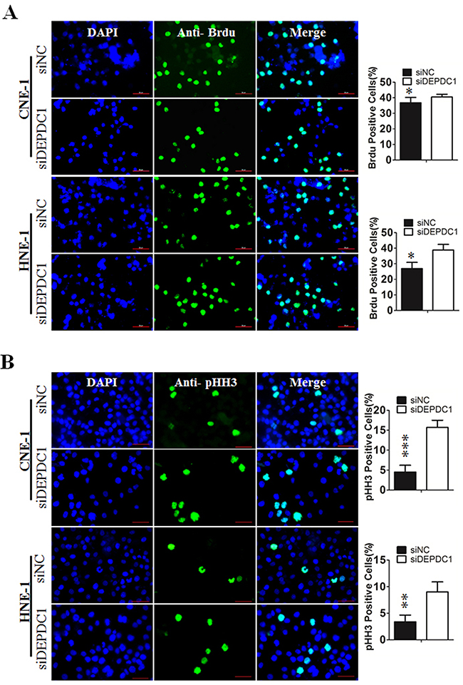 DEPDC1 depletion causes mitotic cell cycle arrest.