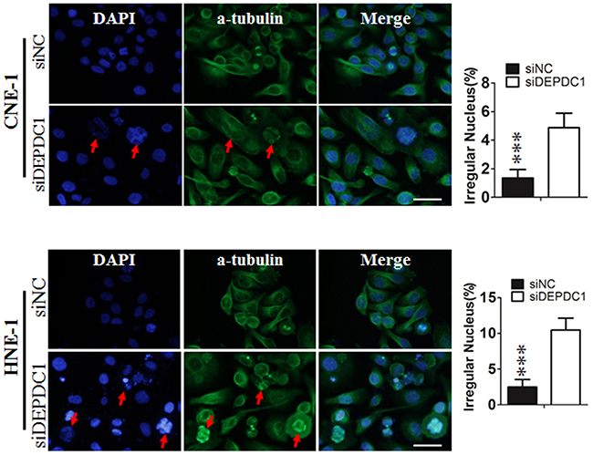 DEPDC1 depletion causes mitotic effects.