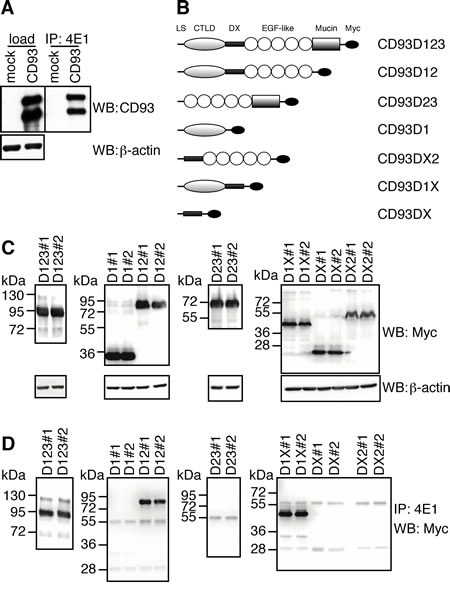 4E1 recognizes a conformational epitope localized on a region overlapping D1 and DX domains of CD93.