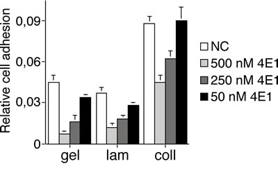 The mAb 4E1 impairs endothelial cell adhesion on different substrates.